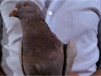 Walterthepigeon.jpg