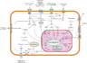 Signal transduction pathways.svg